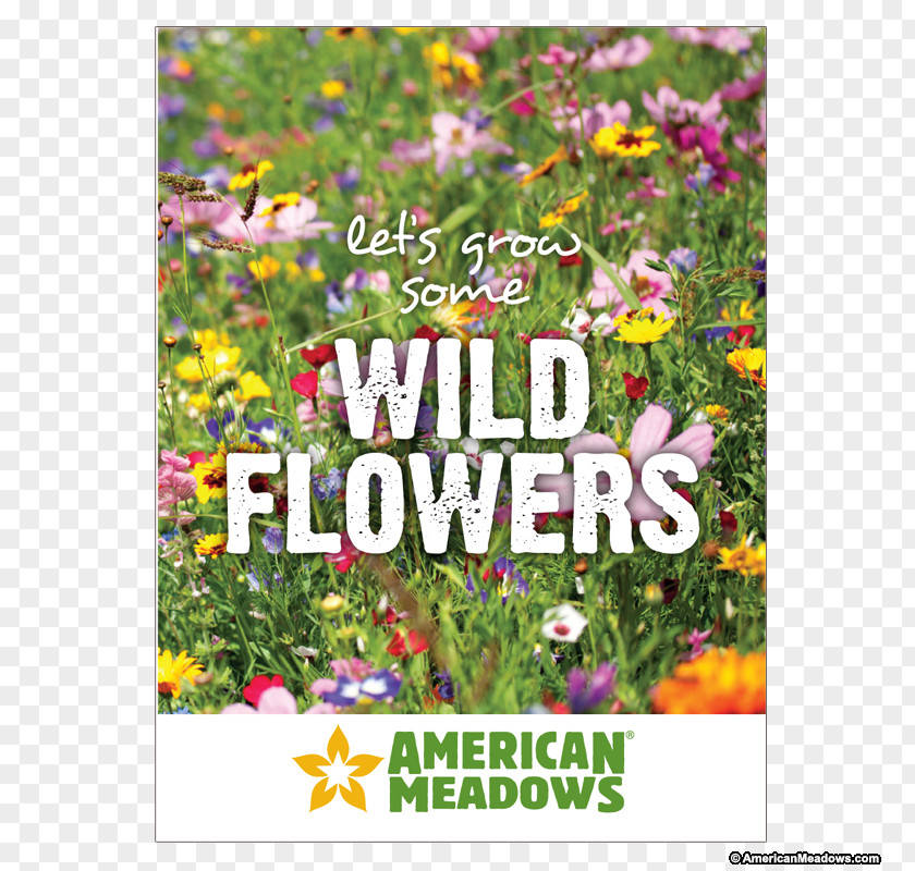 Half Off Packets Per Full Discount Sunflower Seed Wildflower Common PNG