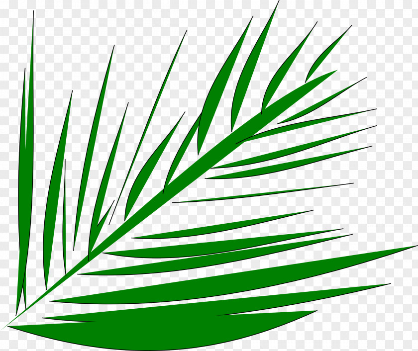 Palm Tree Palm-leaf Manuscript Arecaceae Branch Clip Art PNG