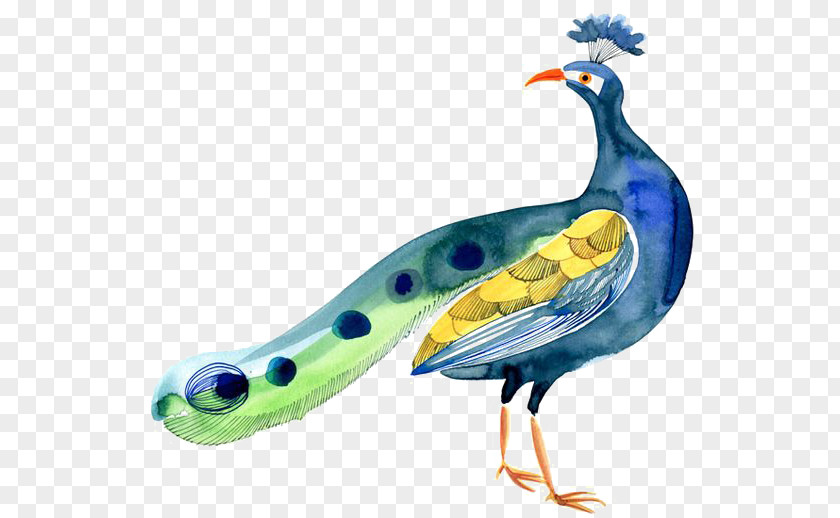 Peacock Bird Peafowl PNG
