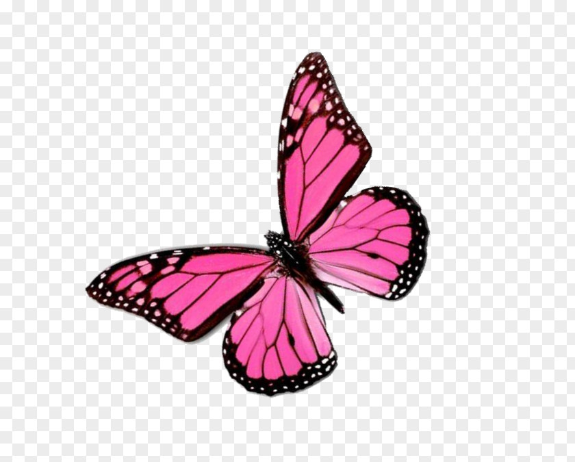 Pink Butterfly Monarch Color Greta Oto Clip Art PNG