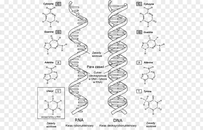 Rna RNA DNA Nucleic Acid Structure Biology Nucleotide PNG