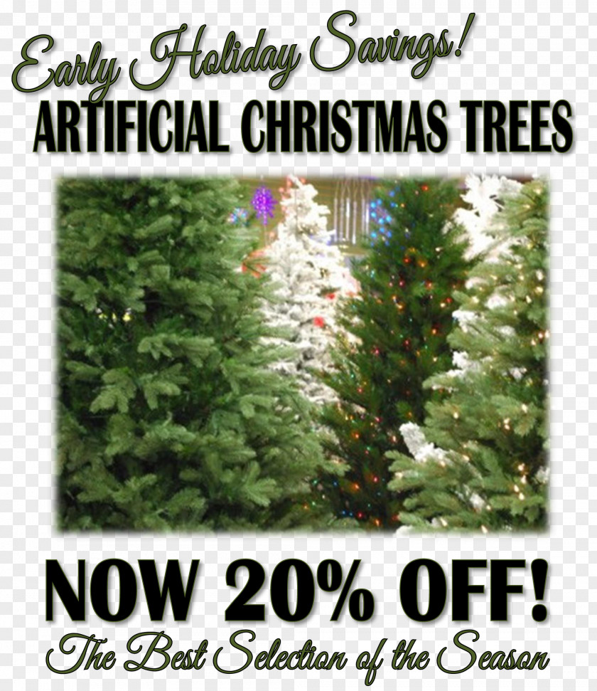 Christmas Tree Spruce Fir Evergreen Shrub PNG