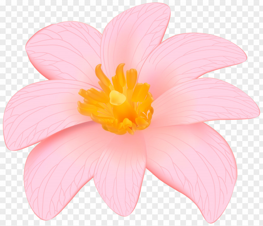 Exotic Pink Flower Clip Art Image Petal Rose Rosaceae Herbaceous Plant PNG