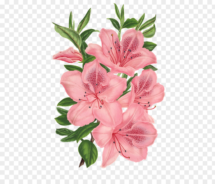 Flower Pink Bunch Drawing Flowers PNG