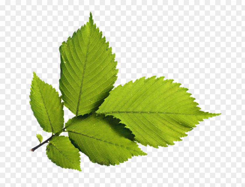 Green Leafs Wallpaper PNG