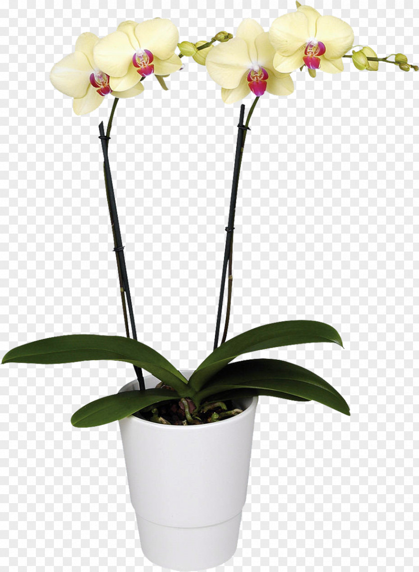 Orchids Moth Flower Houseplant PNG