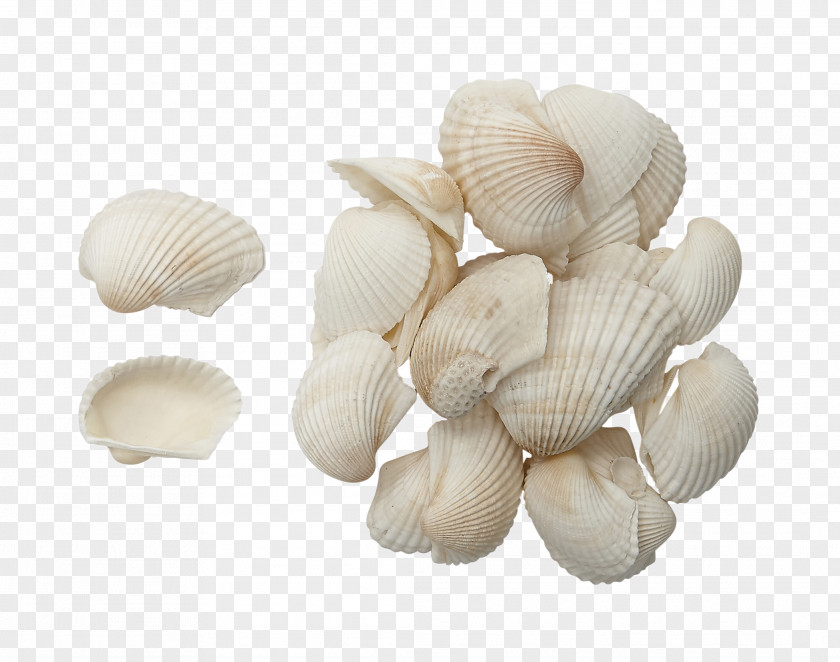 Seashell Shark Cockle Isurus Oxyrinchus Clam PNG