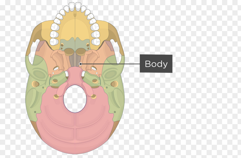 Skull Pterygoid Processes Of The Sphenoid Hamulus Medial Muscle Bone PNG