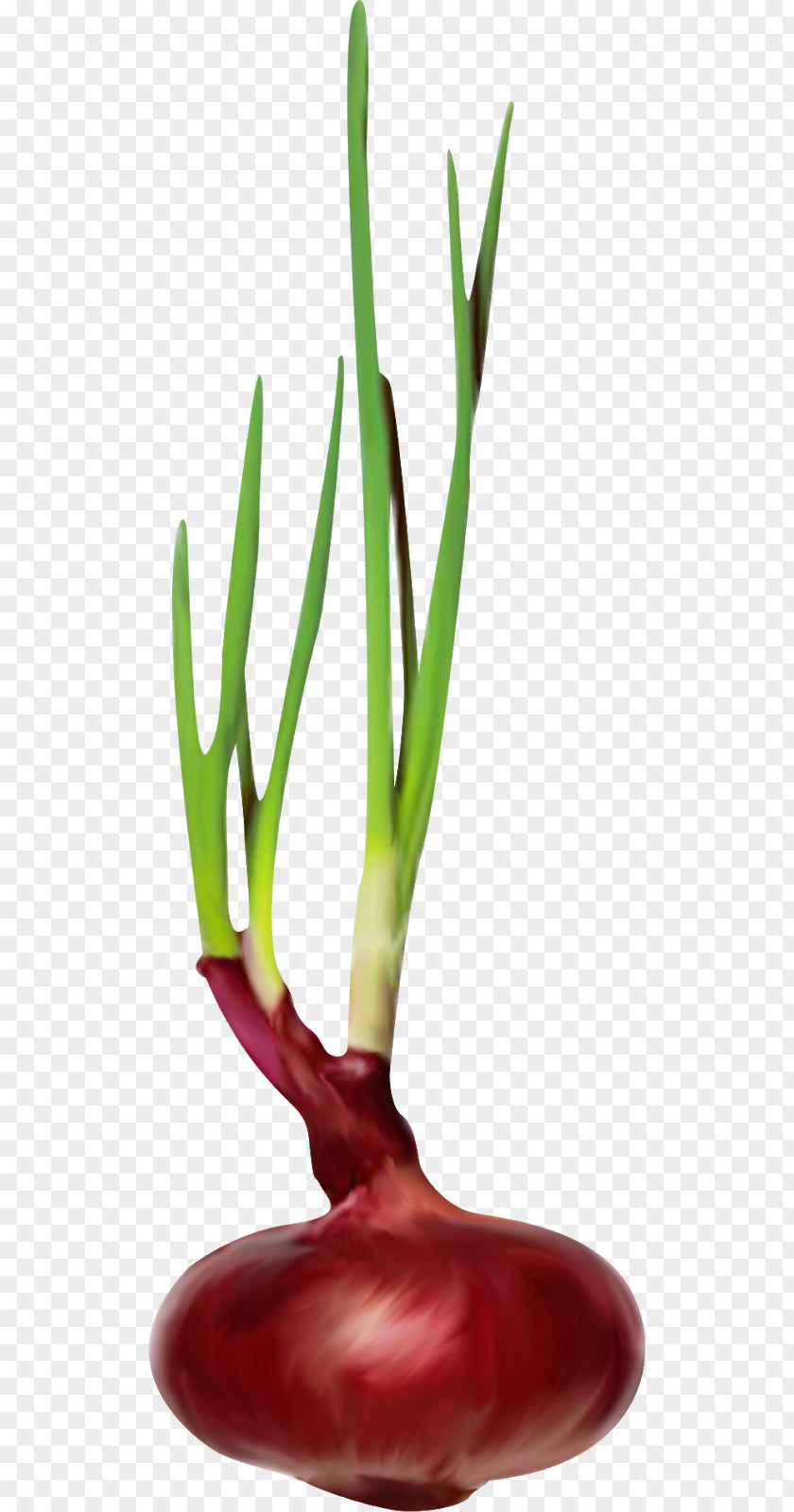 Welsh Onion Plant Vegetable Scallion Green PNG