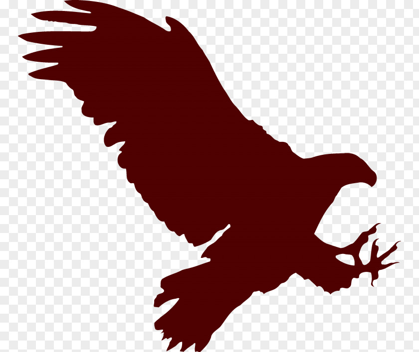 Bird Bald Eagle Clip Art Paper PNG