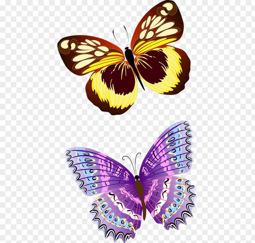 Butterfly Insect PNG