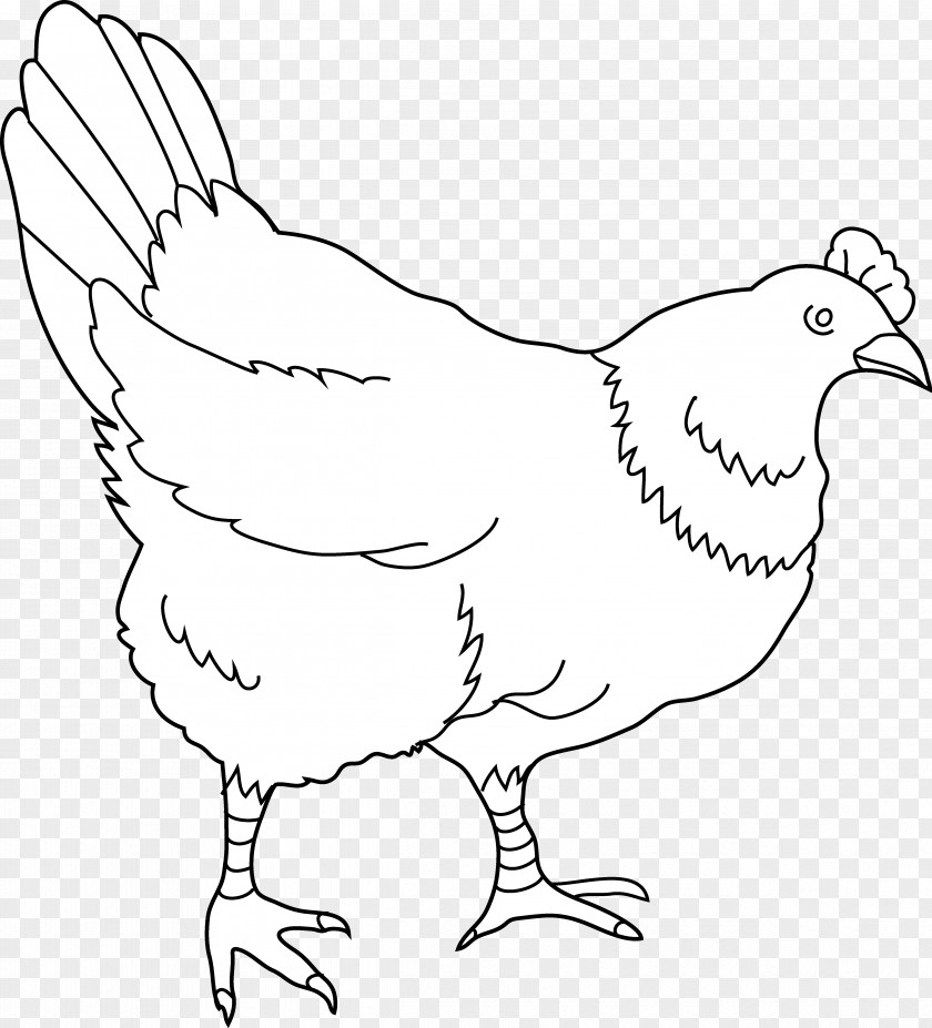 Hen Chicken Drawing Black And White Clip Art PNG