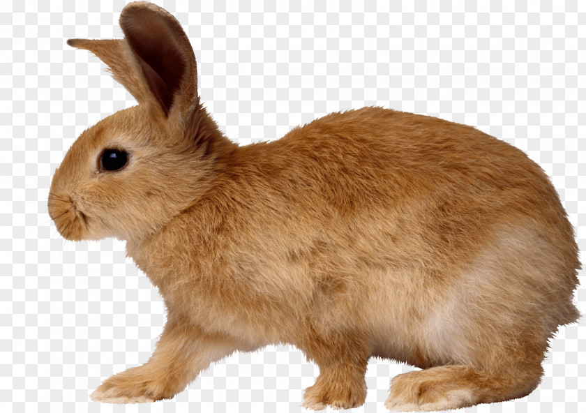 Rabbit Image European Cottontail PNG