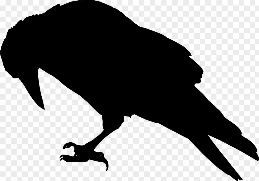 Raven Common Bird Silhouette Clip Art PNG