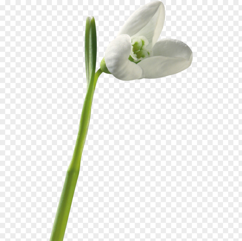 Snowdrop Jonquil Flower Clip Art PNG