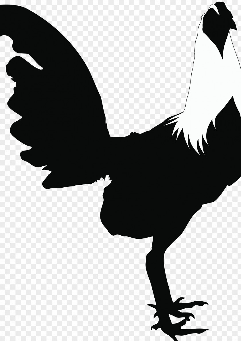 Tetuxe Gravel Black And White Rooster Cochin Chicken Andalusian Houdan Silhouette PNG