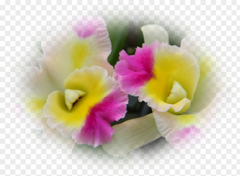 Violet Moth Orchids Cattleya Herbaceous Plant PNG