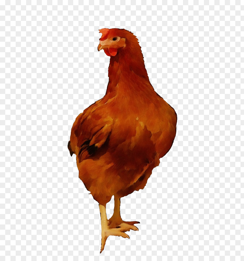 Comb Chicken Meat Bird Rooster Beak Fowl PNG