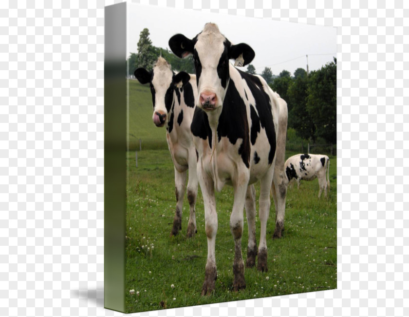 Cow Print Dairy Cattle Calf Pasture PNG