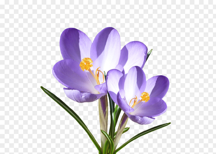 Crocus Vernus Flower Violet Blume Iridaceae PNG