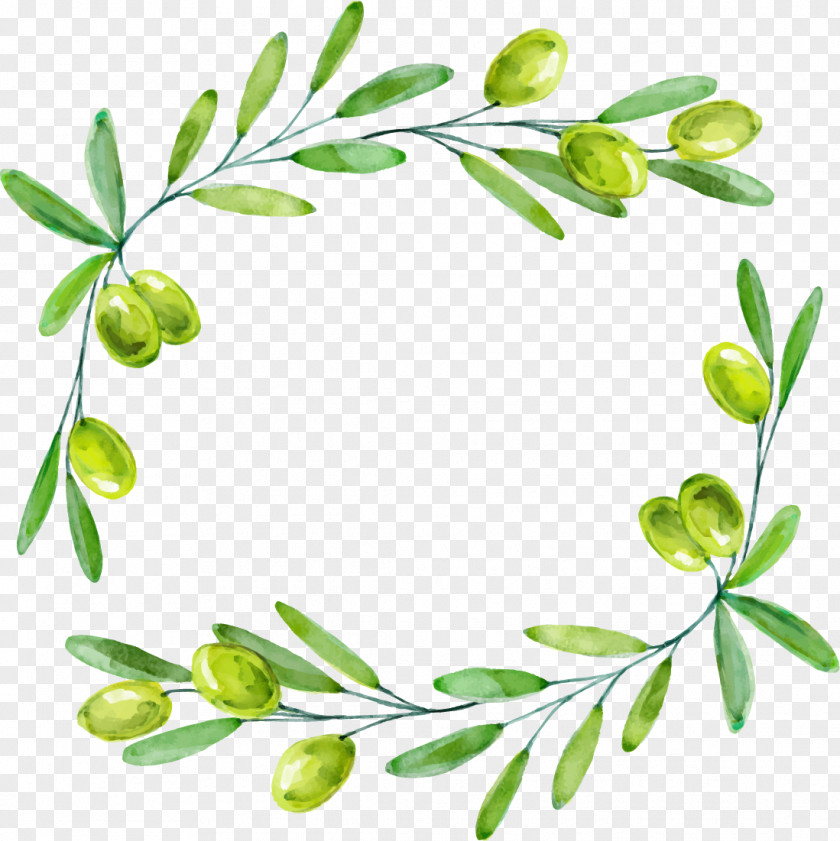 Drawing Green Olives Decorative Borders Olive Branch Euclidean Vector PNG
