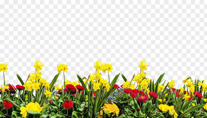 Flower Yellow Plant Spring Meadow PNG
