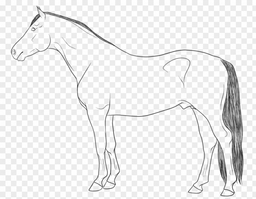 Horse Line Art Mule Pony Drawing PNG