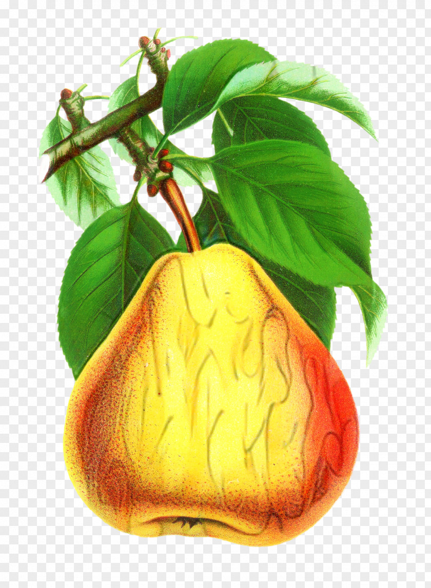Nepenthes Vegetarian Food Fruit Tree PNG