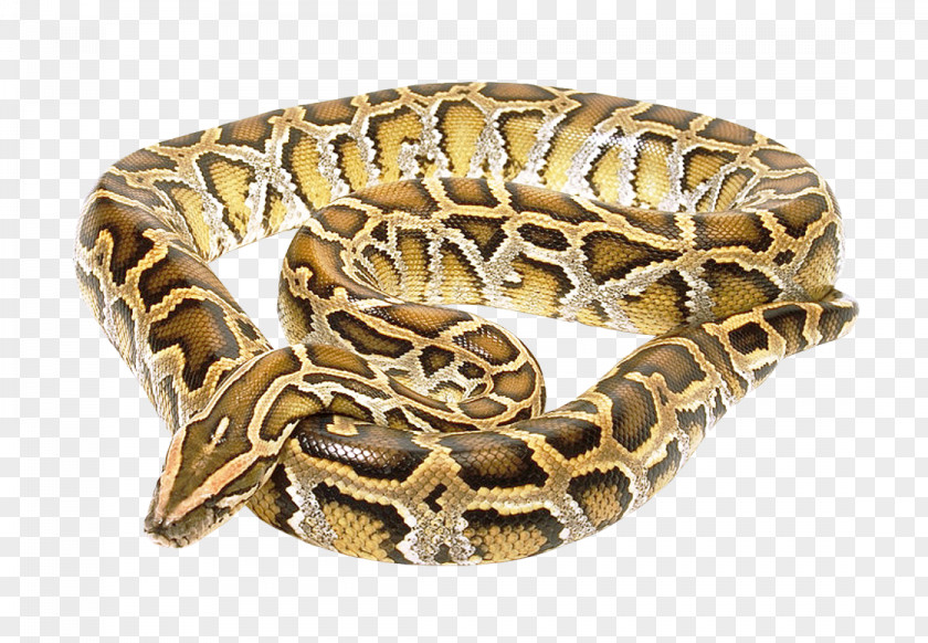 Snake Boa Constrictor PNG