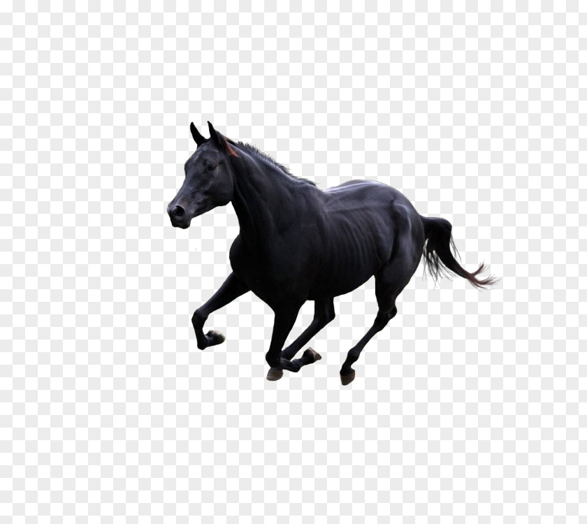 Benz Dark Horse Gallop Pony PNG