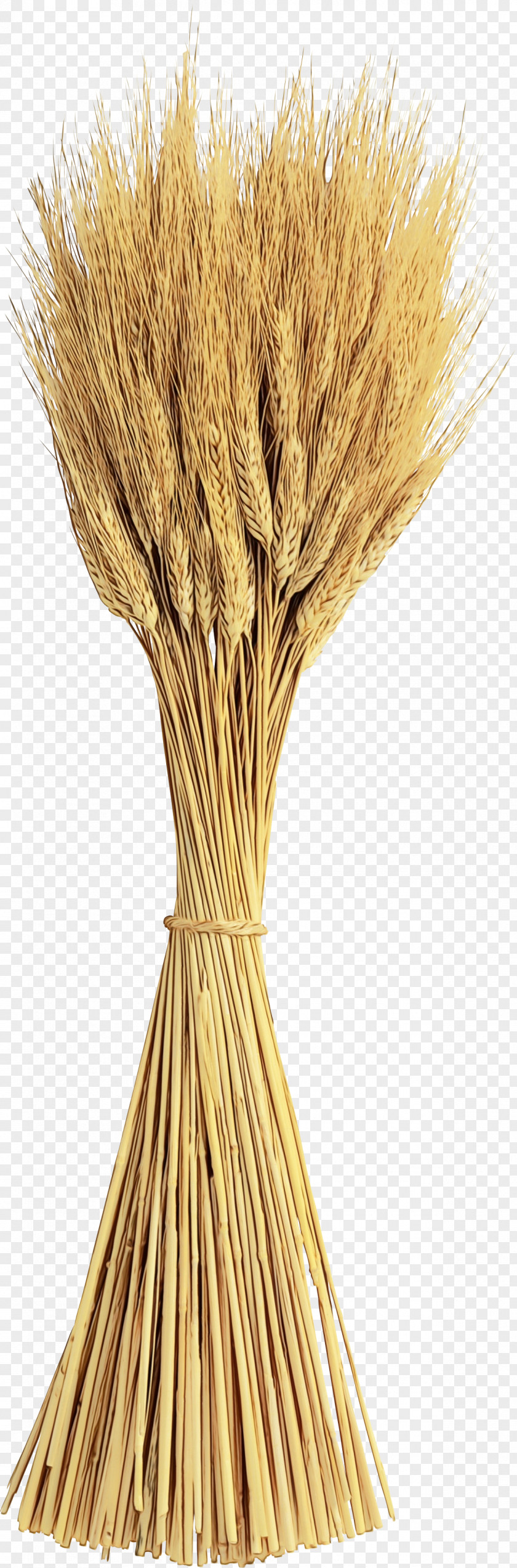 Broom Plant Wheat Cartoon PNG