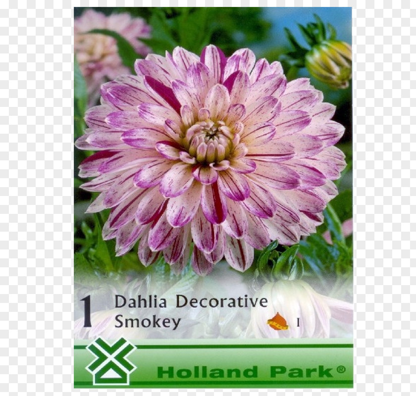Chrysanthemum Dahlia Annual Plant PNG
