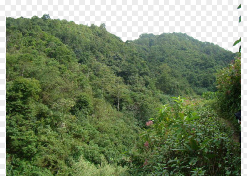 Green Broad-leaved Forest Valdivian Temperate Rain Woodland Tree Tropical And Subtropical Coniferous Forests PNG
