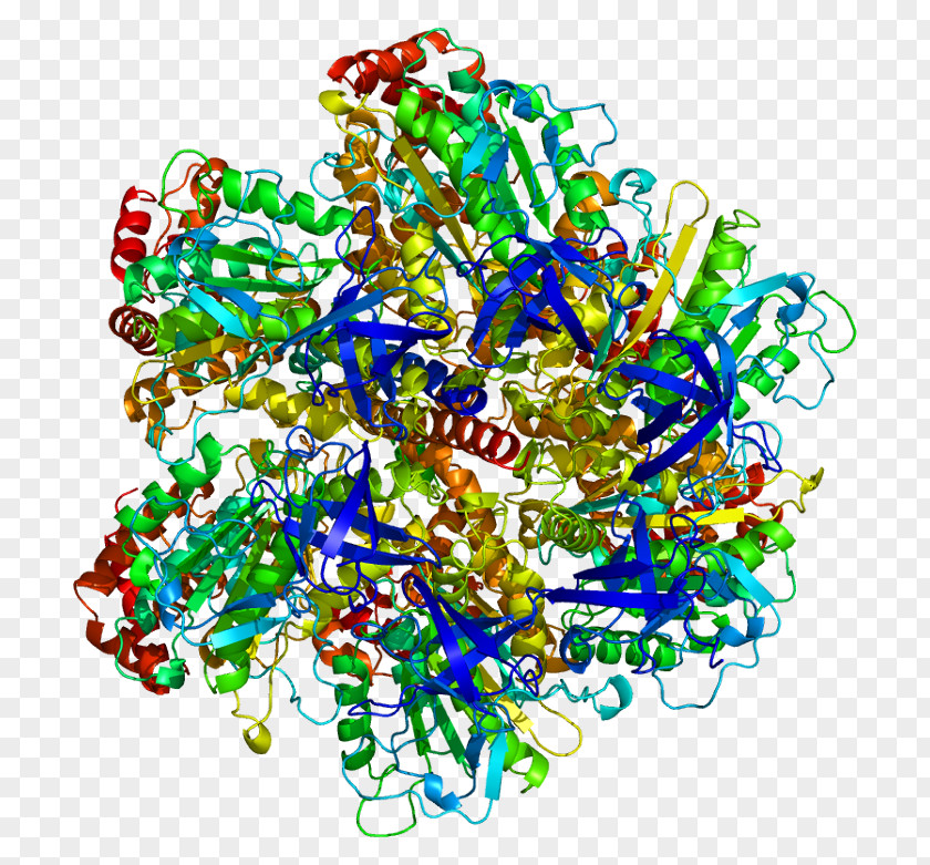 Mito Class ATP Synthase Gamma Subunit ATPase Adenosine Triphosphate Protein PNG