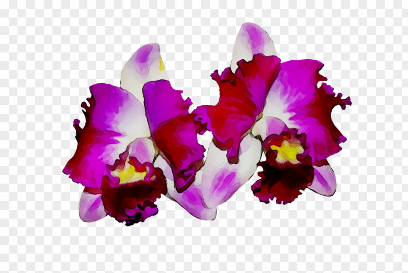Moth Orchids Cattleya Cut Flowers PNG