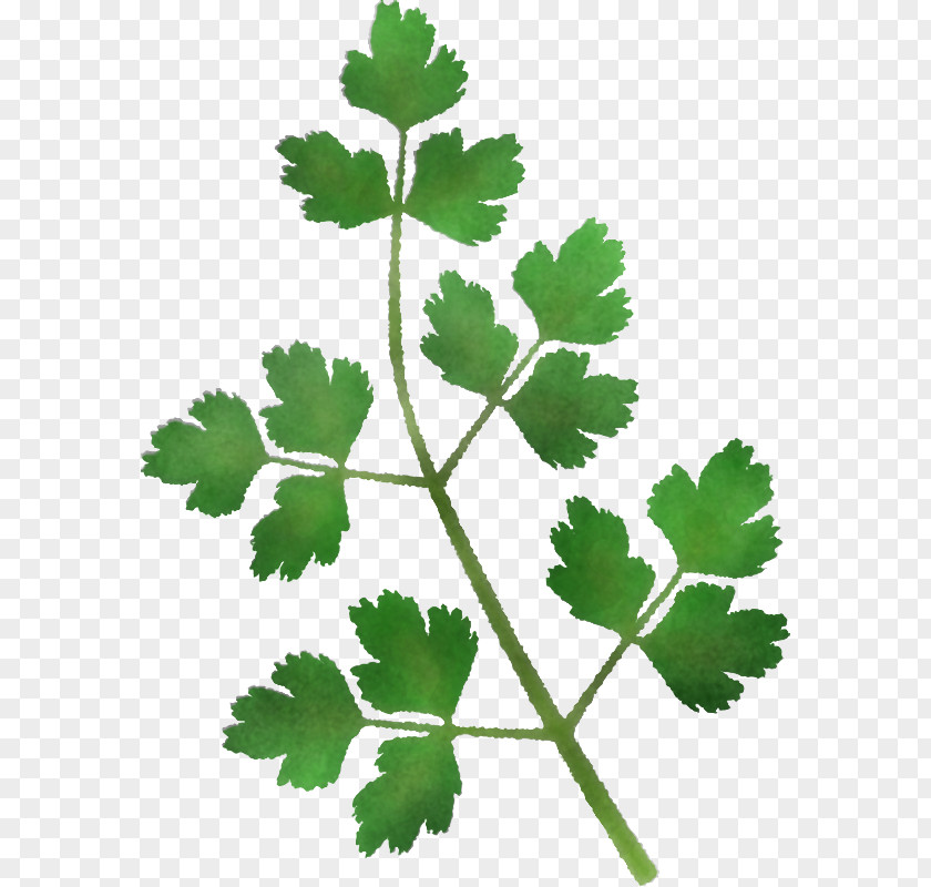 Parsley PNG