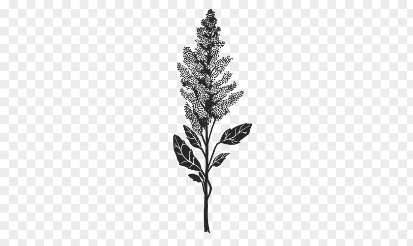 Quinoa Pine Leaf Mental Disorder Nervous System Plant Stem PNG