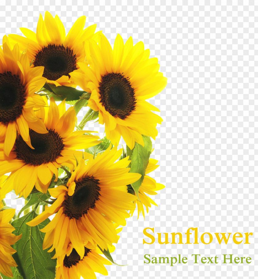 Sun Flowers In Full Bloom Common Sunflower Royalty-free Clip Art PNG