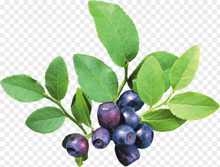 Blueberries Fruit Icon PNG