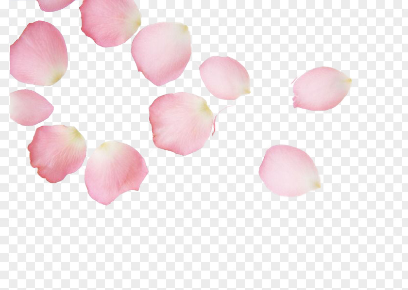 Free Round Cherry Petals Pull Material Blossom Petal Pink Red PNG
