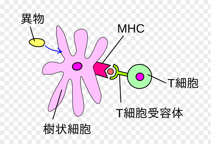 Creative Writing Books Beginners Cytokine Dendritic Cell Organism White Blood PNG