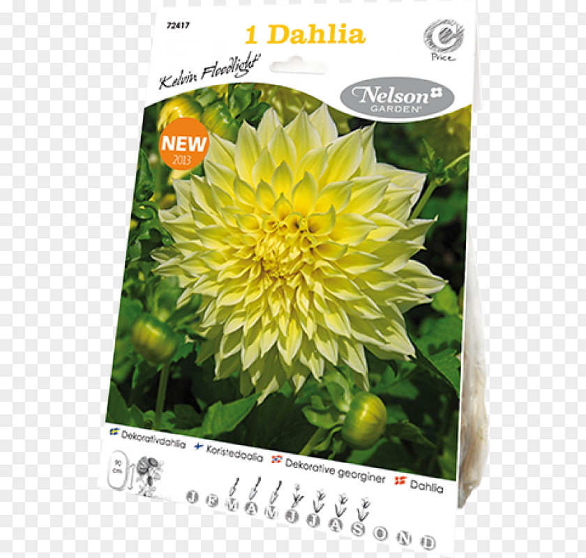 Dahlia Pinnata Flower Bulb Yellow Tuber PNG