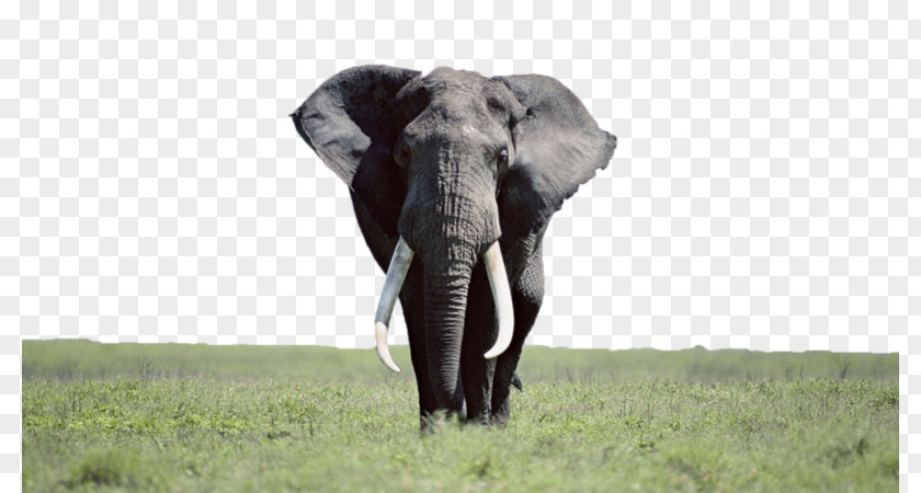Laptop Desktop Wallpaper Elephantidae High-definition Television Indian Elephant PNG