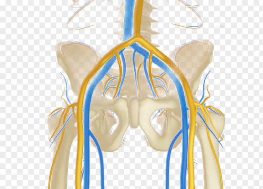 Model Of Human Skeleton Shoulder Yellow Illustration PNG