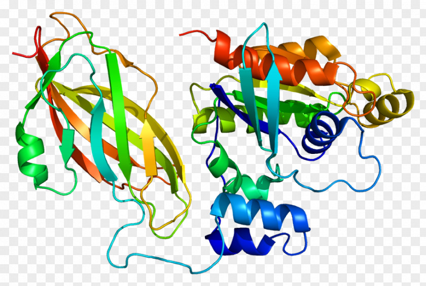 RAC1 Rho Family Of GTPases G Protein RAC2 PNG