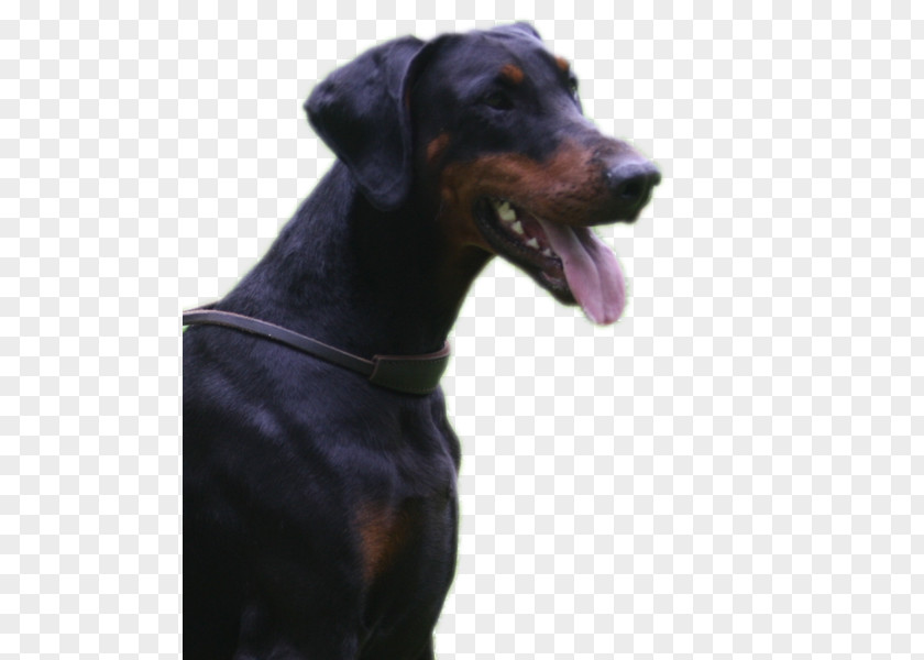 Work Like A Dog Day Dobermann Manchester Terrier German Pinscher Polish Hunting Breed PNG