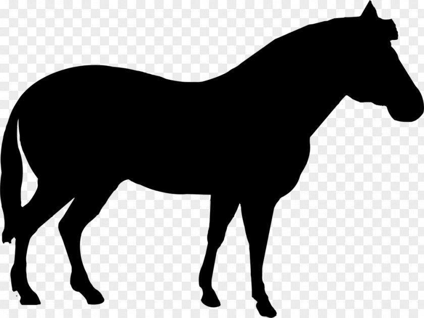 American Quarter Horse Mare Animal Silhouettes Stallion Clip Art PNG