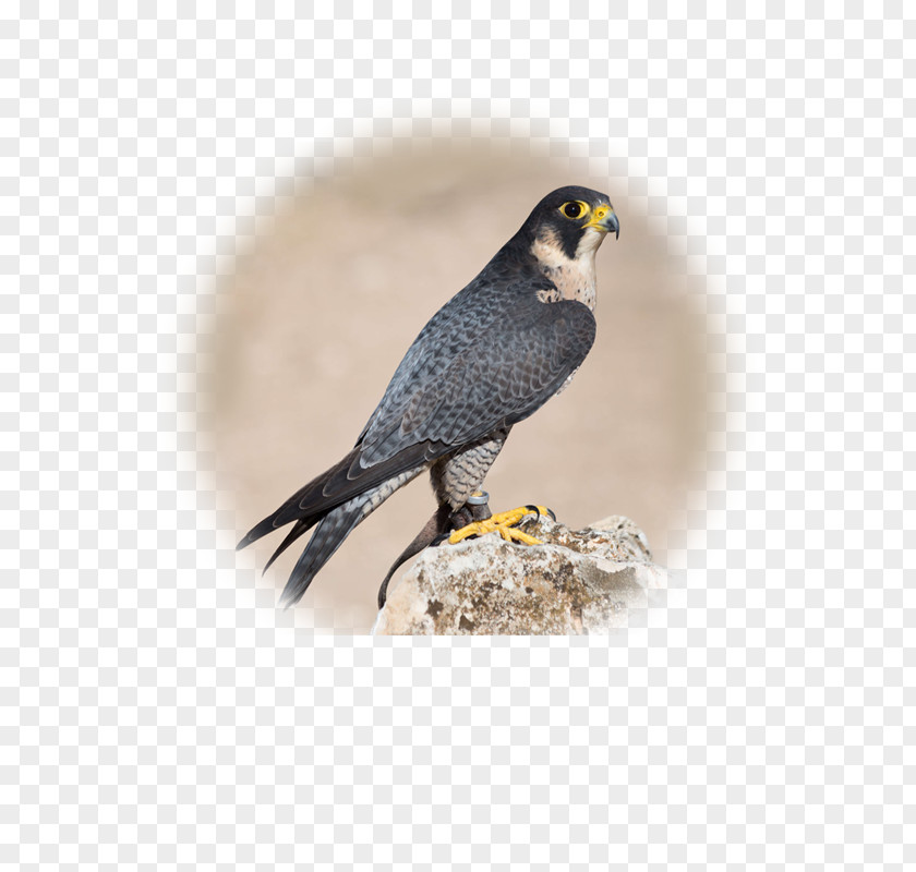 Bird Of Prey Peregrine Falcon Animal PNG
