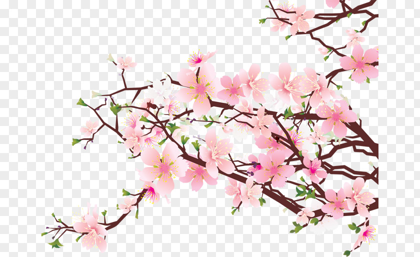 Cherry Blossom Art Clip PNG