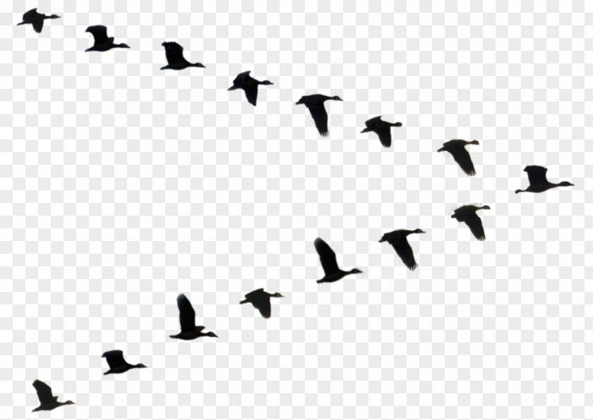 Duck Bird Flight Goose Flock PNG